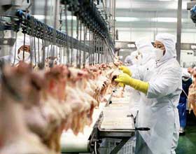 裁(cai)切鷄肉(rou)